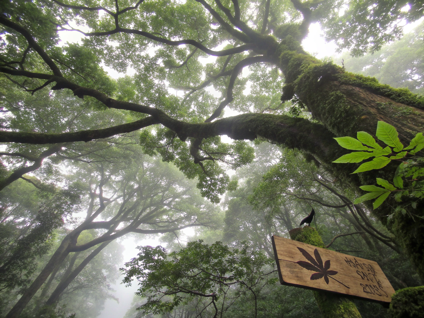LiDAR Point Cloud Forest Analysis